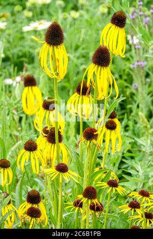 Jaune Echinacea paradoxa Banque D'Images
