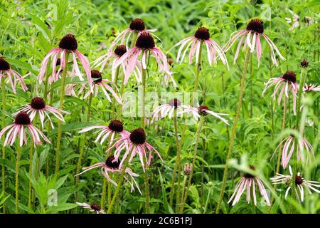 Echinacea pallida jardin fleuri Banque D'Images