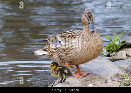 Le Canard colvert femelle se tient sur des rochers au bord de l'eau avec un caneton à côté d'elle. Banque D'Images