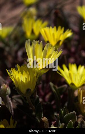 Fleurs jaunes rétroéclairées de la vygie de Buckbay, Cleretum bellidiforme, photographiées dans le parc national de Namaqua, Afrique du Sud Banque D'Images