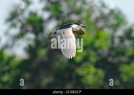 Grue Dans La Mouche L'oiseau Blanc Volant Rouge-a Couronné La Grue,  Japonensis De Grus, Avec L'aile Ouverte, Avec La Tempête De N Image stock -  Image du asie, horizontal: 97615407