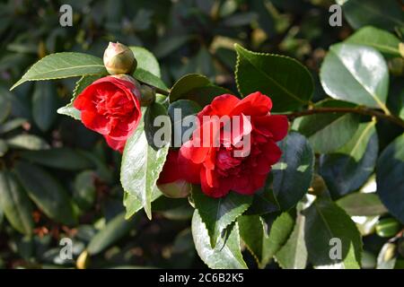 Une fleur rouge en pleine fleur, une autre fleur juste et un bourgeon de fleur. Des feuilles vertes entourent les fleurs. Greenwich Park, Londres. Banque D'Images