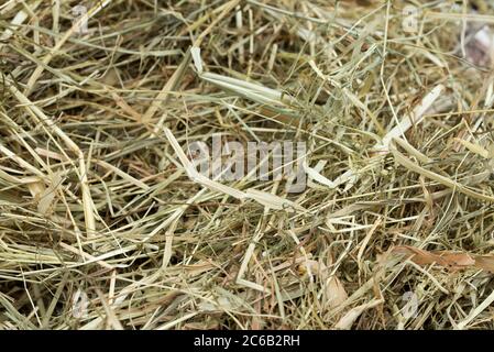 herbe séchée, paille de foin macro, gros plan Banque D'Images