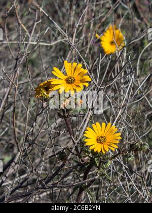 Les pâquerettes de Namaqua (Hyoseroides Asteraceae) de couleur orange, sont serries par des bâtons morts de la croissance précédente, dans la réserve naturelle de Goegap, dans l'Afr du Sud Banque D'Images