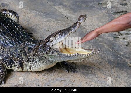 Spectacle de crocodiles à la ferme de crocodiles de Samut prakan, près de la ville de Samut Prakan. Thaïlande Banque D'Images