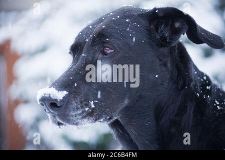 Portrait du chien noir de race mixte du Labrador dans la neige. Banque D'Images