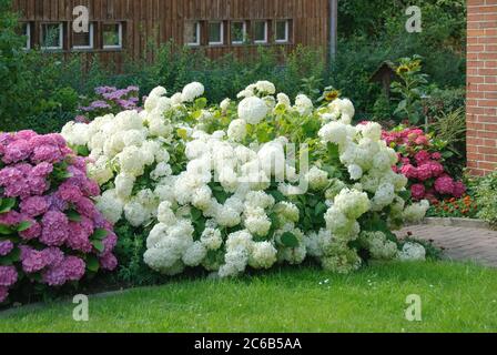 Ball-Hortensien Hydrangea, Hortensie, hortensia arborescens Annabelle Banque D'Images