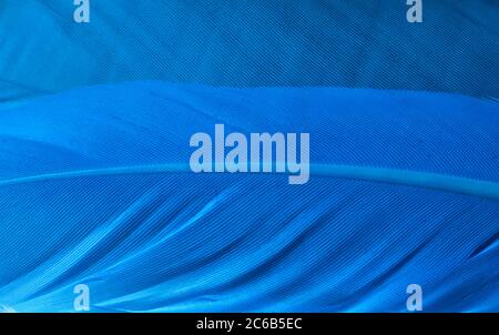 Texture plumes bleues gros plan Banque D'Images