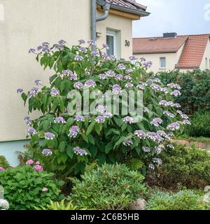 SAMT-Hortensie Hydrangea, Hortensie, hortensia aspera subsp. Sargentiana Banque D'Images