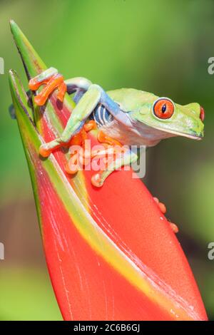 Grenouille à yeux rouges (Agalychins callydrias) sur fleur rouge, Sarapiqui, Costa Rica, Amérique centrale Banque D'Images