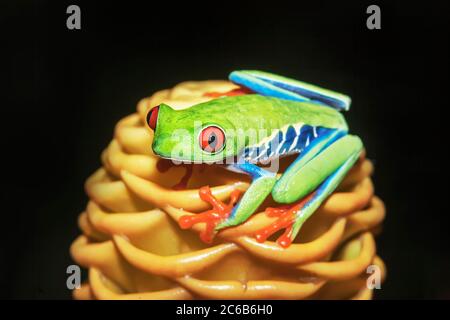 Grenouille à yeux rouges (Agalychins callydrias) sur fleur jaune, Sarapiqui, Costa Rica, Amérique centrale Banque D'Images
