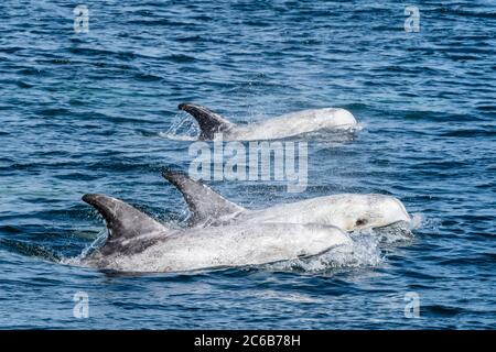 Dauphins de Risso adultes (Grampus griseus) faisant face au sanctuaire marin national de la baie de Monterey, Californie, États-Unis d'Amérique, Amérique du Nord Banque D'Images