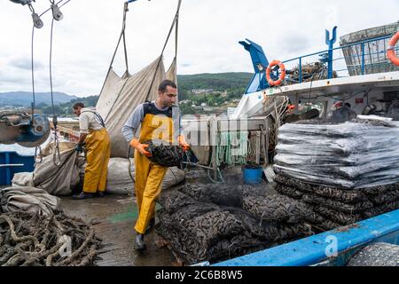 Pêcheurs travaillant sur un bateau pour obtenir des moules d'un radeau de moules batea à Redondela, Galice, Espagne, Europe Banque D'Images