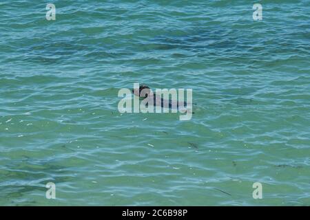 Chien Noir natation Banque D'Images