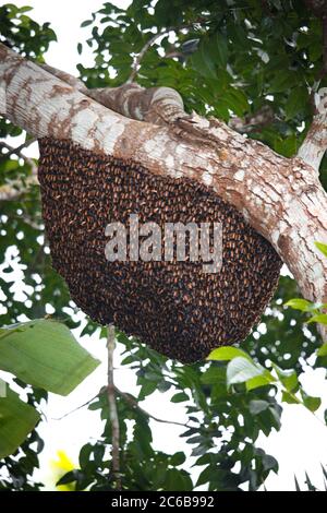 Un beau nid d'abeille sur une branche d'arbre Banque D'Images