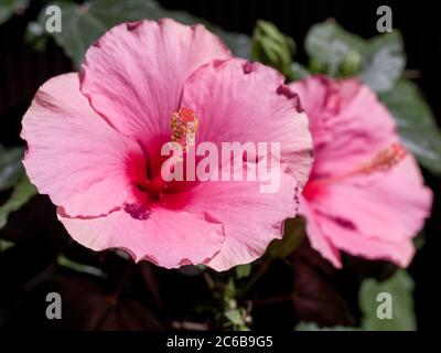 fleur d'hibiscus rose sur fond noir Banque D'Images