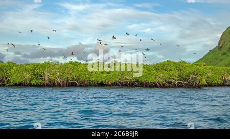 Renards volants sur fond de mangroves. Îles de la petite Sunda, Indonésie Banque D'Images