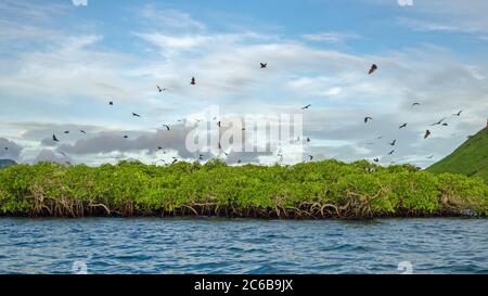 Renards volants sur fond de mangroves. Îles de la petite Sunda, Indonésie Banque D'Images