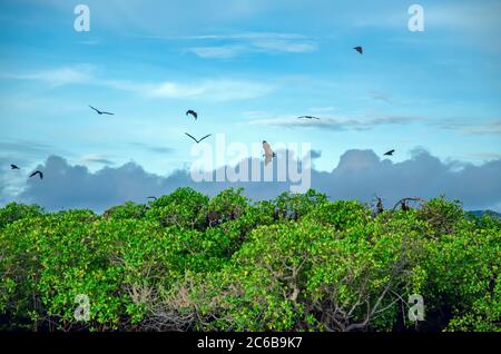 Renards volants sur fond de mangroves. Îles de la petite Sunda, Indonésie Banque D'Images