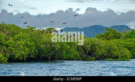 Renards volants sur fond de mangroves. Îles de la petite Sunda, Indonésie Banque D'Images