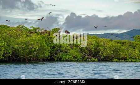 Renards volants sur fond de mangroves. Îles de la petite Sunda, Indonésie Banque D'Images