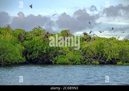 Renards volants sur fond de mangroves. Îles de la petite Sunda, Indonésie Banque D'Images