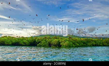 Renards volants sur fond de mangroves. Îles de la petite Sunda, Indonésie Banque D'Images