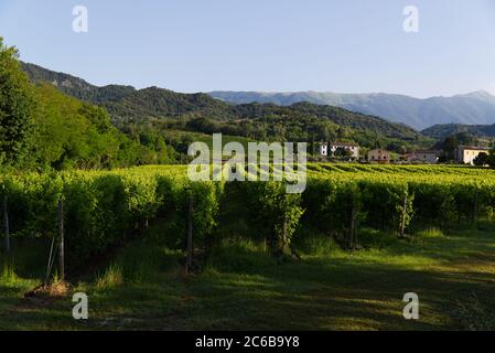 Vue sur les collines des vignobles de Prosecco dans la campagne de Conegliano Banque D'Images