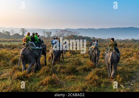 Promenade matinale à dos d'éléphant sur les éléphants à travers l'herbe d'éléphant, parc national de Kaziranga, site classé au patrimoine mondial de l'UNESCO, Assam, Inde, Asie Banque D'Images