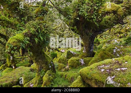 D'anciens chênes rontés et raboutés qui poussent parmi des rochers recouverts de mousse dans le bois de Wistman's, parc national de Dartmoor, Devon, Angleterre, Royaume-Uni, E Banque D'Images
