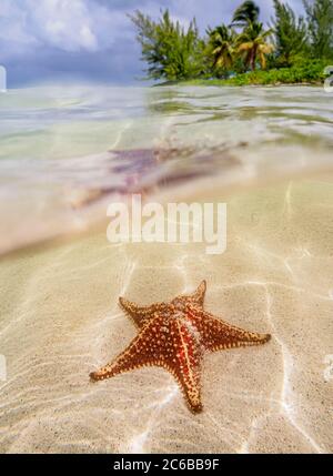 Étoile de mer à Starfish point, côté nord, Grand Cayman, îles Caïman, Caraïbes, Amérique centrale Banque D'Images