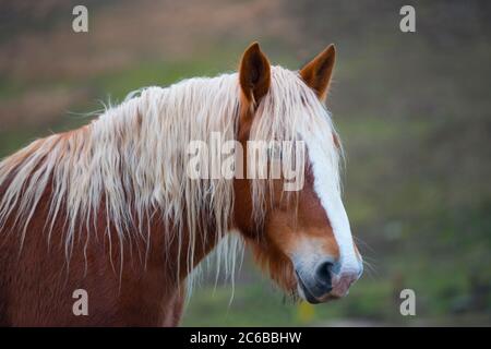 Chevaux sur plateau Piano Grande di Castelluccio di Norcia, montagnes Sibillini, Ombrie, Italie, Europe Banque D'Images