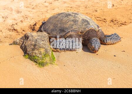 La tortue de mer hawaïenne (Turtle de la mer verte) repose sur le sable doré de Laniakea Turtle Beach sur l'île d'Oahu, Hawaï, États-Unis d'Amérique, Pacifique, NOR Banque D'Images