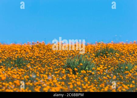 Tapis de pâquerettes à yeux brillants orange (Ursinia cakilefolia), Skilpad, Parc national de Namaqua, Afrique du Sud, Afrique Banque D'Images