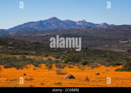 Tapis de pâquerettes à yeux brillants orange (Ursinia cakilefolia), Skilpad, Parc national de Namaqua, Afrique du Sud, Afrique Banque D'Images