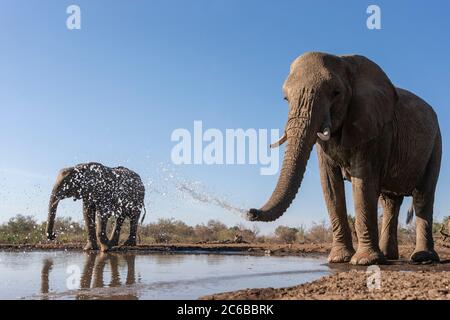 Éléphants (Loxodonta africana) dans l'eau, réserve de gibier de Mashatu, Botswana, Afrique Banque D'Images