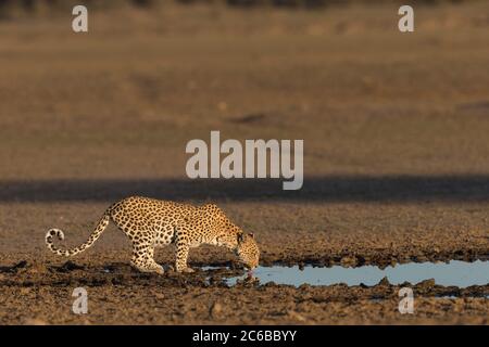 Leopard (Panthera pardus), boisson féminine, parc transfrontalier Kgalagadi, Afrique du Sud, Afrique Banque D'Images