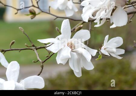 Lobners Magnolie Magnolia × loebneri Merrill Banque D'Images