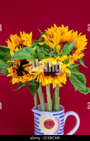 Un bouquet de tournesols dans un pot sur fond rouge Banque D'Images