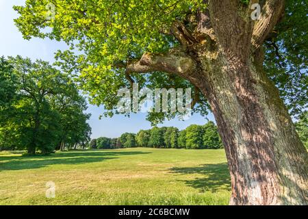 Vieux tronc d'arbre dans un beau parc en été Banque D'Images
