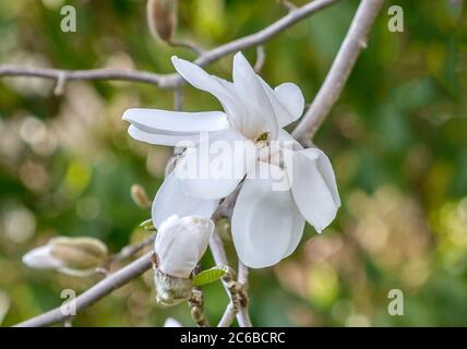 Lobners Magnolie Magnolia × loebneri Merrill Banque D'Images