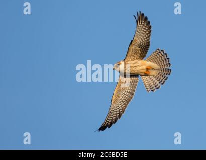 Jeune faucon à pieds rouges (Falco pertinence) en vol rapide avec des ailes étirées et des plumes de queue sur le ciel bleu Banque D'Images