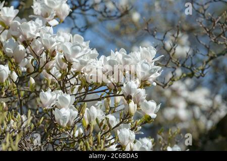 Tulpen-Magnolie Magnolia × soulangeana amabilis Banque D'Images