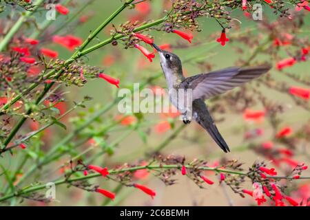 Une femelle Ruby Topaz colibri se nourrissant sur des fleurs rouges Antigua Heath avec des fleurs floues en arrière-plan. Banque D'Images