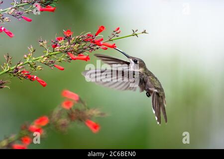 Une femelle Ruby Topaz colibri se nourrissant sur des fleurs rouges Antigua Heath avec un fond lisse. Banque D'Images