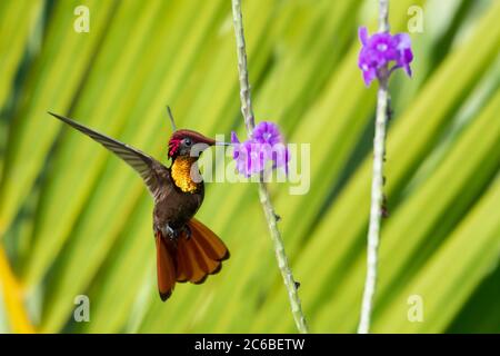 Un colibri de Ruby Topaz se nourrissant d'une fleur Vivaine pourpre avec un feuillage luxuriant autour. Banque D'Images