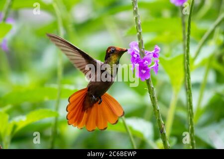 Un colibri de Ruby Topaz se nourrissant d'une fleur Vivaine pourpre avec un feuillage luxuriant autour. Banque D'Images