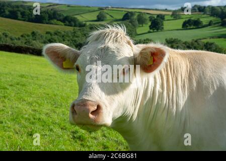 Vache Charolais en campagne en milieu d'été Banque D'Images