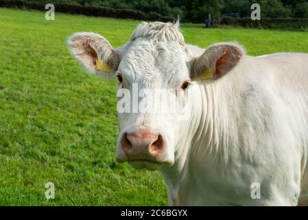 Vache Charolais en campagne en milieu d'été Banque D'Images