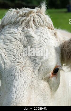 Vache Charolais en campagne en milieu d'été Banque D'Images